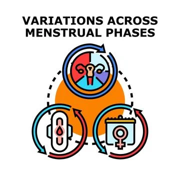 Menstrual phases variations concept vector illustration female health Stock Illustration