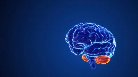 Mental processes in the brain 3d animation Stock Illustration