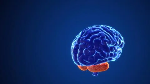 Mental processes in the brain 3d animation Stock Illustration