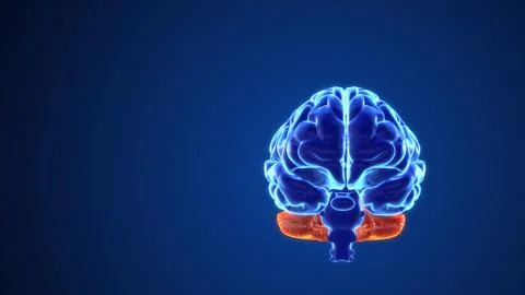Mental processes in the brain 3d animation Stock Illustration