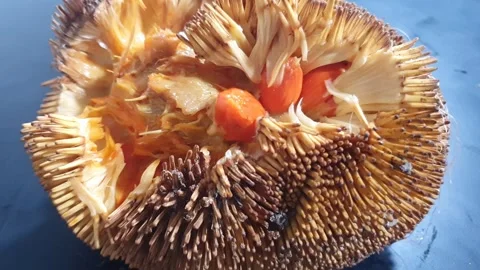 Mentawa fruit is native to West Kalimantan, Indonesia Stock-Footage 339745896