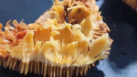 Mentawa fruit is a rare fruit native to West Kalimantan, Indonesia. Stock Footage 339645641