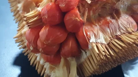 Mentawa fruit is a rare fruit native to West Kalimantan, Indonesia. Stock Footage 339645647