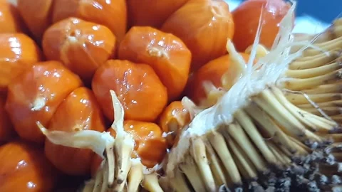 Mentawa fruit is a rare fruit native to West Kalimantan, Indonesia. Video stock 339645687