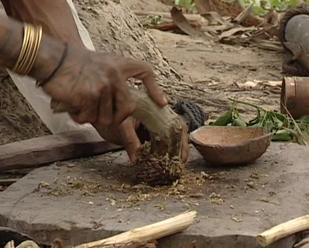 Mentawai making curare poison Stock Footage 36457516