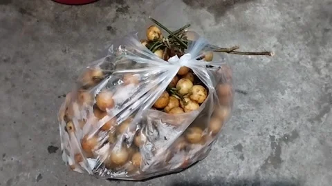 Menteng fruit grows in summer Stock Footage 219199069