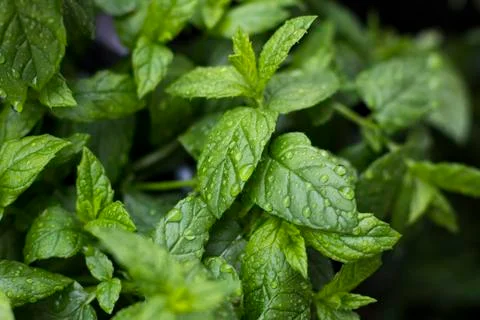 Mentha, also known as mint Stock Photos