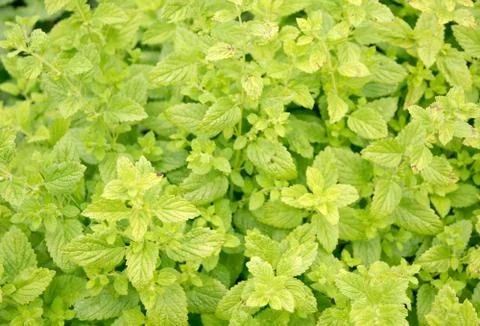 Mentha herbs Stock Photos