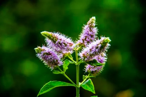 Mentha Longifolia two Stock Photos
