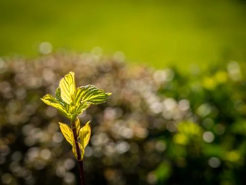 Mentha ( mint ) leaf Foto stock