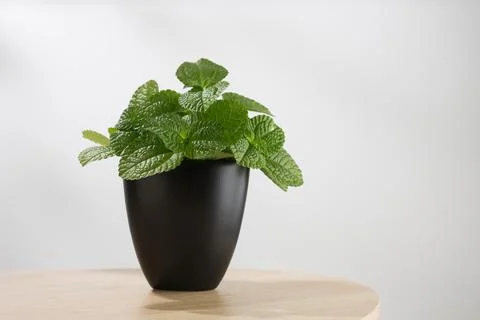 Mentha mint Stock Photos