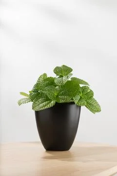 Mentha mint Stock Photos