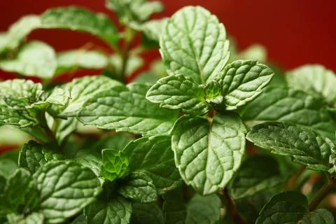 Mentha, Mint in Pot Kitchen Herbs Garden Stock Photos