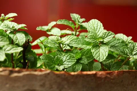Mentha, Mint in Pot Kitchen Herbs Garden Stock Photos