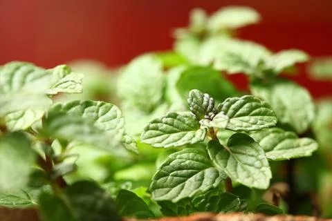 Mentha, Mint in Pot Kitchen Herbs Garden Stock-Fotos
