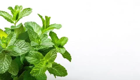 Mentha, or mint is an aromatic, almost exclusively perennial herb. warm, fr.. Stock Photos