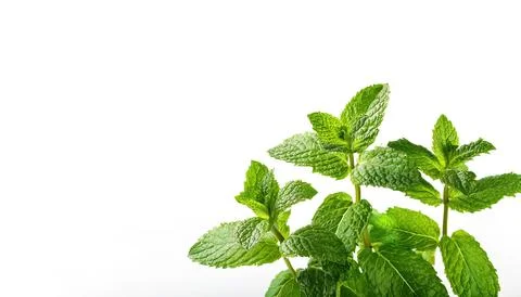 Mentha, or mint is an aromatic, almost exclusively perennial herb. warm, fr.. Stock Photos