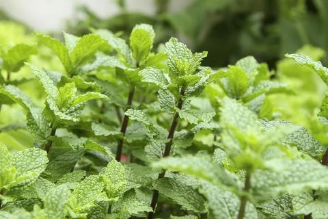 Mentha spicata Foto stock
