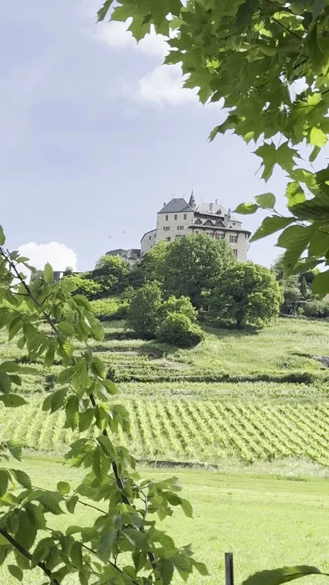 Menthon Saint-Bernard Castle over green vines Vídeo Stock 341293420