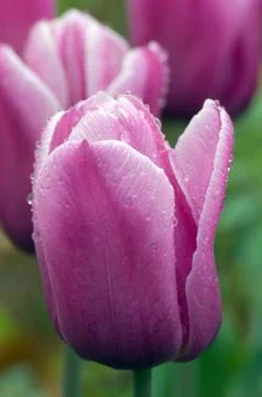Menton tulip Stock Photos