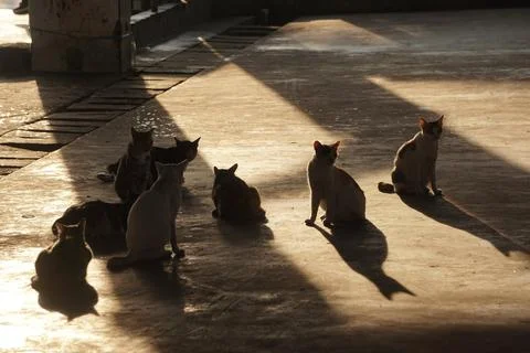 MEONG Stock Photos