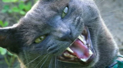 Meow Video stock 740637