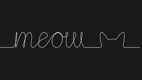 Meow Stock Footage 311973899