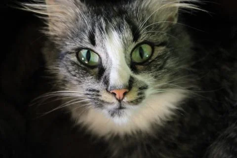 Meow 写真素材