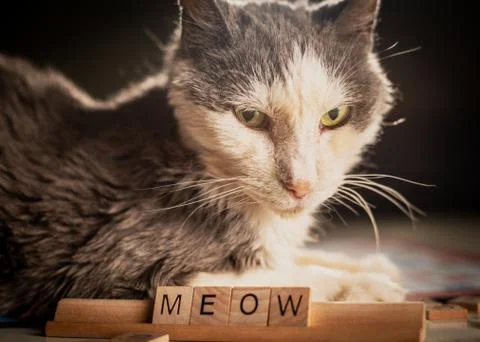 "MEOW" Stock Photos