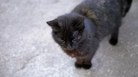 Meowing Black Cat Stock Footage 293198805