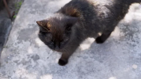 Meowing Black Cat Stock Footage 293202647