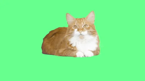 Meowing cat on the green screen Stock Footage 63184079