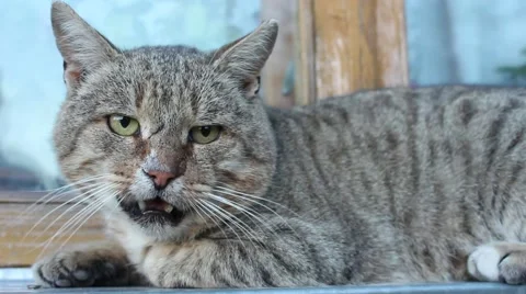 Meowing cat scared of something and runs away Stock Footage 44271981