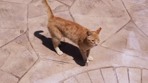 Meowing Ginger Cat is Strolling along the Pavement in the Warm Sunshine Stock Footage 312520968