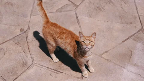 Meowing Ginger Cat is Strolling along the Pavement in the Warm Sunshine Video stock 312522788
