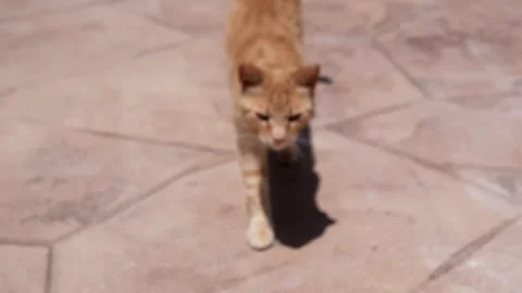 Meowing Ginger Cat is Strolling along the Pavement in the Warm Sunshine Stock Footage 312524719
