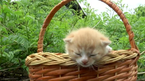 Meowing head of a ginger kitten in a basket Vídeos de archivo 156289845