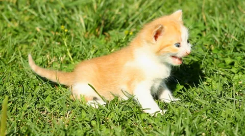 Meowing Kitten Stock-Footage 37845273