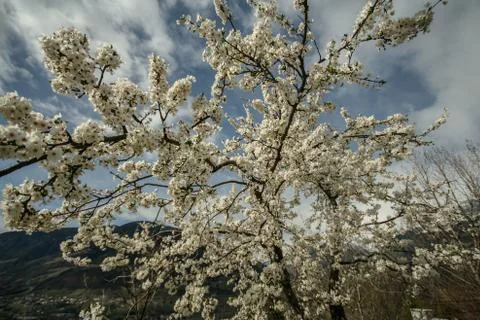 Merano city Stock Photos