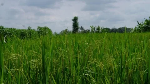 Merapi Countryside with Open Fields – Daytime Scene Stock Footage 323545004