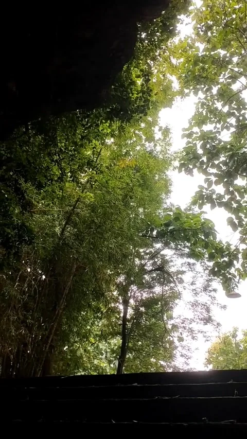 Merawan tree (Hopea odorata). Stock Footage 327654382