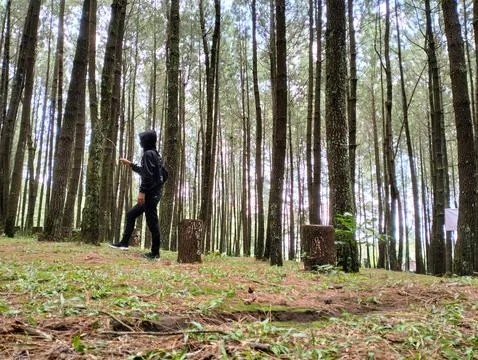 Merbabu park 库存照片