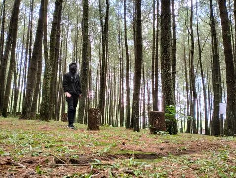 Merbabu park 库存照片