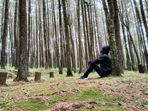 Merbabu park 库存照片