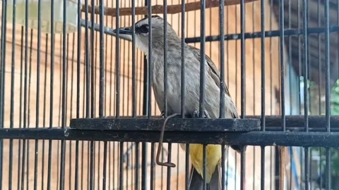 Merbah bird crouched in a cage Stock Footage 219906888