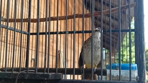 Merbah bird crouched in a cage Stock Footage 219906891