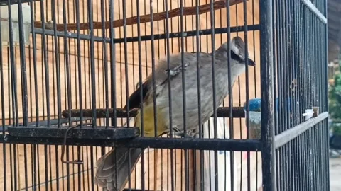 Merbah bird crouched in a cage Stock Footage 219906918