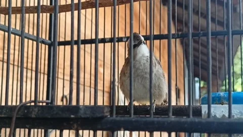 Merbah bird crouched in a cage Stock Footage 219906922