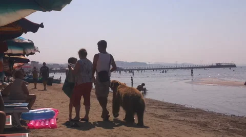Merchants with bear on the beach Stock Footage 57337773