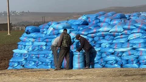 Merchants traders trading selling and transporting sacks of fertilizers manure Stock Footage 299628962